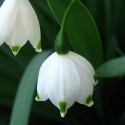cute-flower-wallpapers8