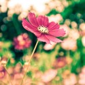 Wallpapers 1366x768