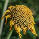 daisy-2112396_960_720