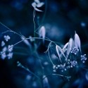 night_blade_bush_55487_1920x1080