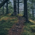 Forest_Path-412e05c7-656a-38d7-9f0b-8558b33830d7.jpg